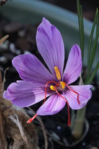 Imported Saffron Kaiser Flower Bulbs