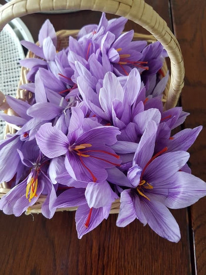 Imported Saffron Kaiser Flower Bulbs