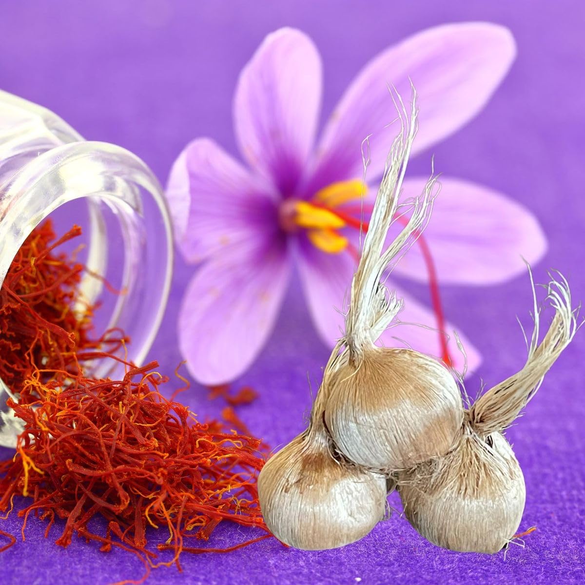 Imported Saffron Kaiser Flower Bulbs