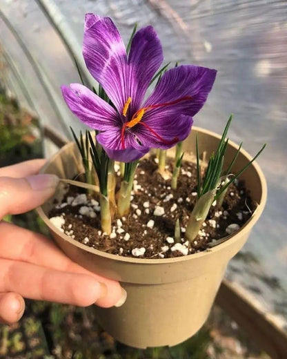 Imported Saffron Kaiser Flower Bulbs