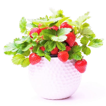 Fresh Sweet Strawberry Seeds (Pack of 20)