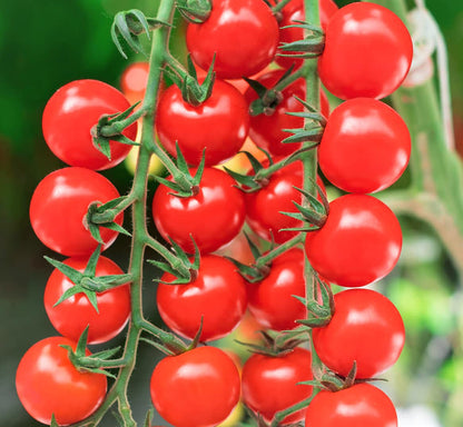 Organic Cherry Tomato Seeds 300 gm