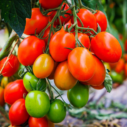 Organic Cherry Tomato Seeds 300 gm