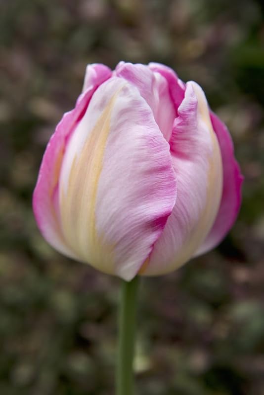 Tulip Flower Bulbs (Pack of 2)