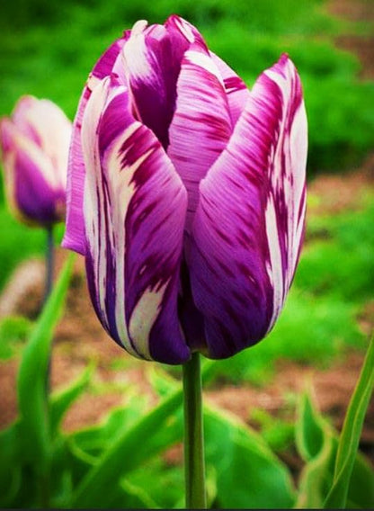 Tulip Flower Bulbs (Pack of 2)