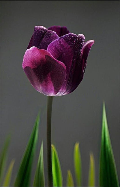 Tulip Flower Bulbs (Pack of 2)