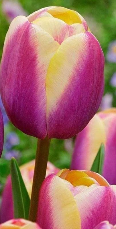 Tulip Flower Bulbs (Pack of 2)