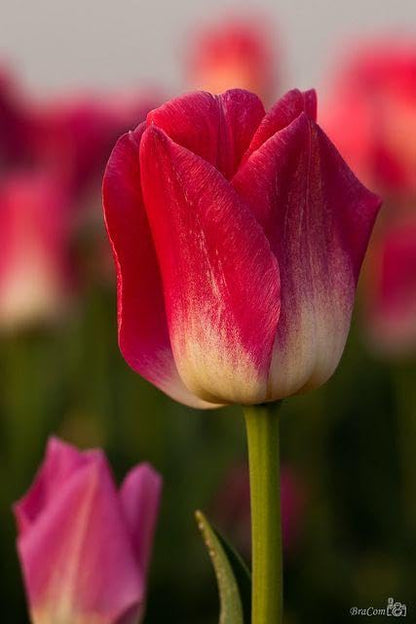 Tulip Flower Bulbs (Pack of 2)