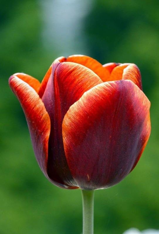 Tulip Flower Bulbs (Pack of 2)